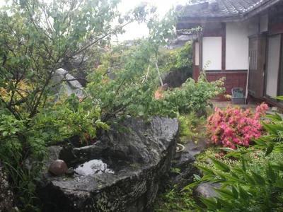 garden